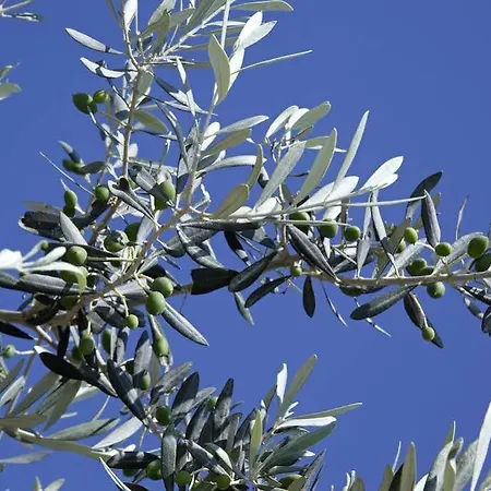 Selana מלון Chrisopigi (Sifnos)
