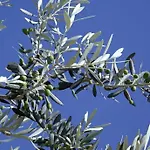 Selana Отель Chrisopigi (Sifnos)