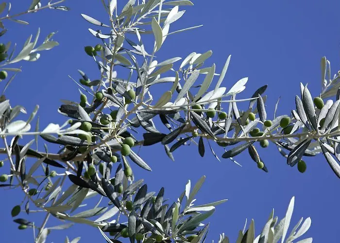 Selana Отель Chrisopigi (Sifnos)